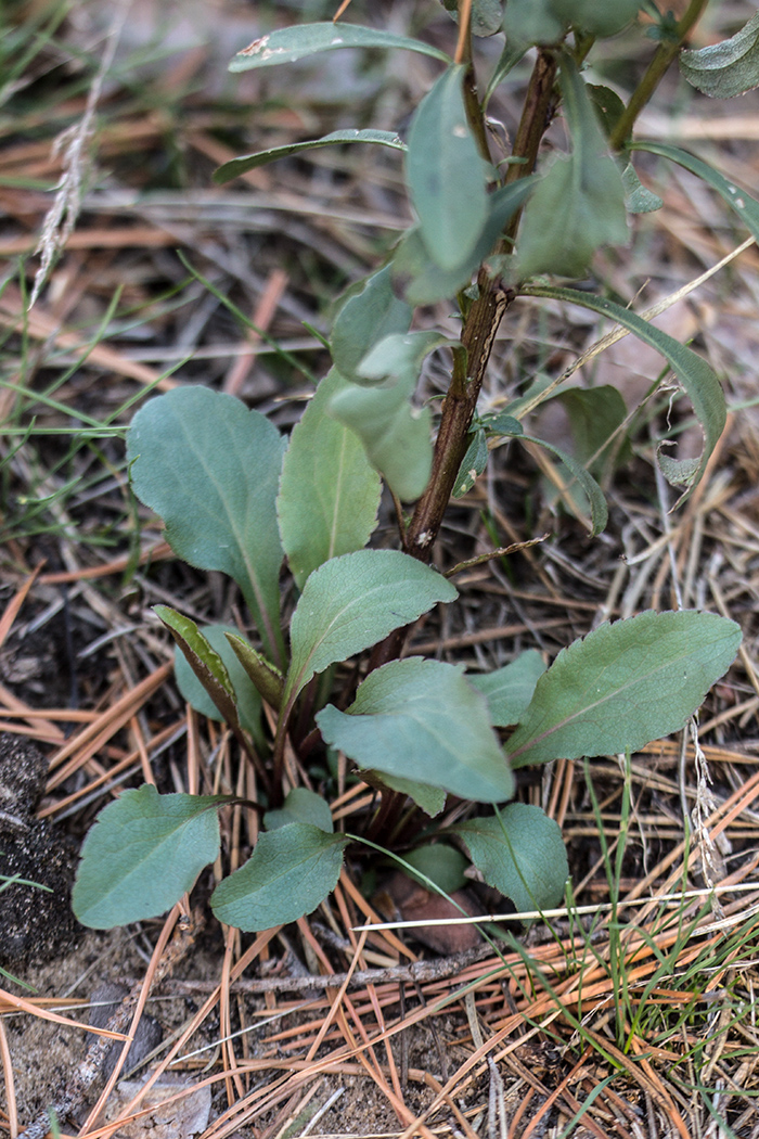 Image of Solidago virgaurea specimen.