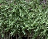 Hypnum cupressiforme
