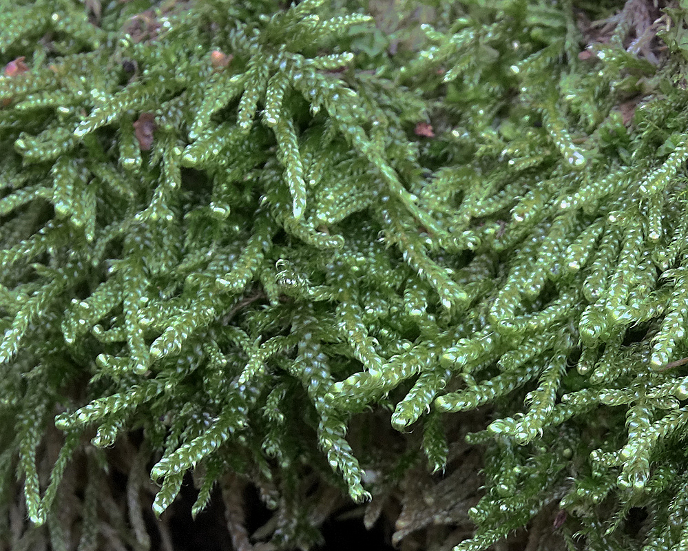 Image of Hypnum cupressiforme specimen.