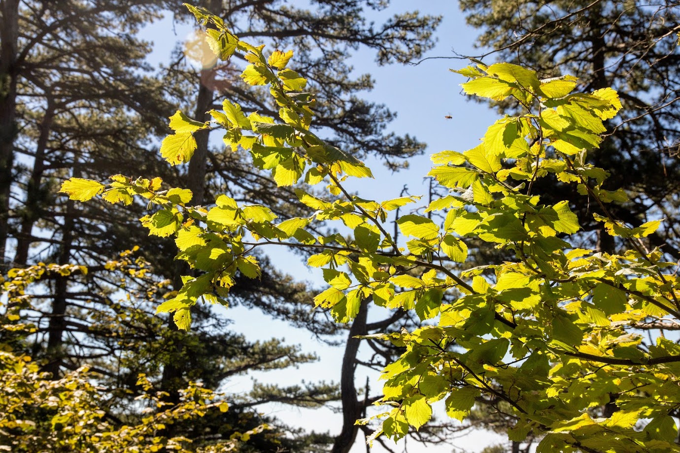 Image of Corylus avellana specimen.