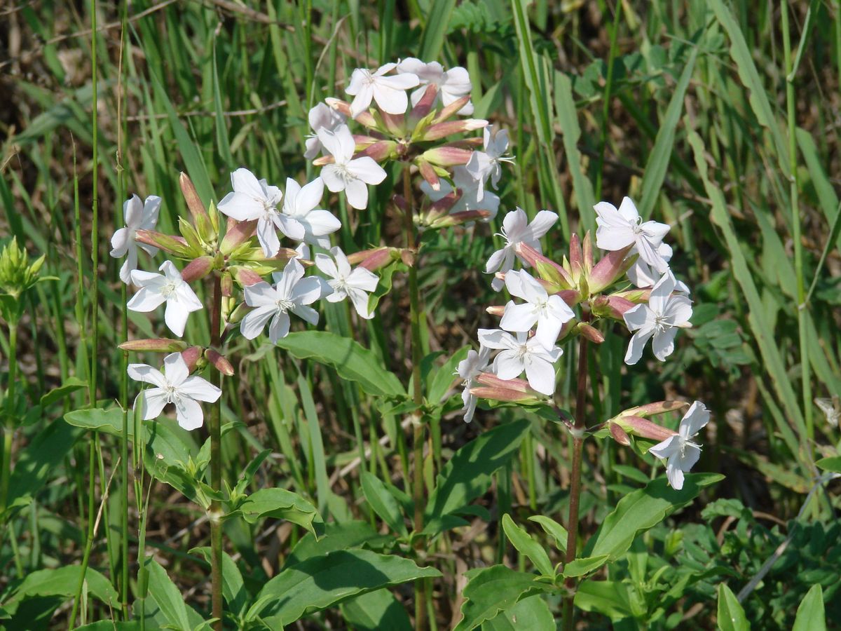 Image of Saponaria officinalis specimen.