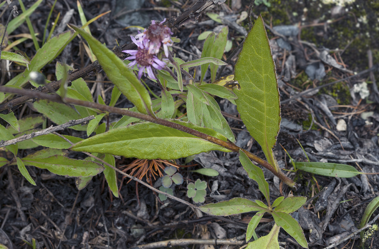 Изображение особи Saussurea alpina.