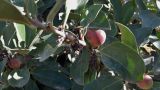 Acokanthera oblongifolia. Ветвь с плодами. Кипр, г. Айа-Напа, в озеленении частной территории. 04.10.2018.