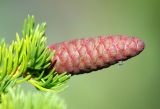 Picea obovata