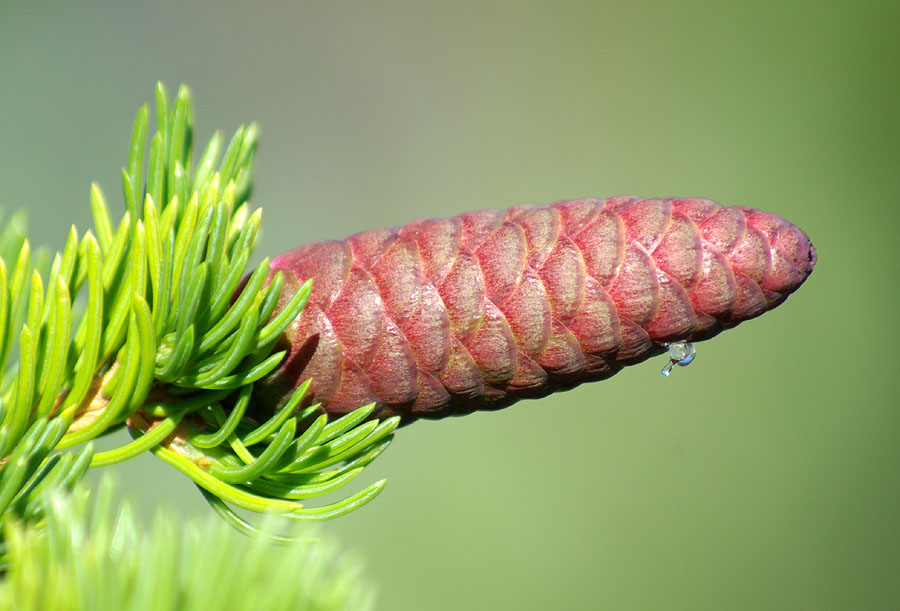 Изображение особи Picea obovata.