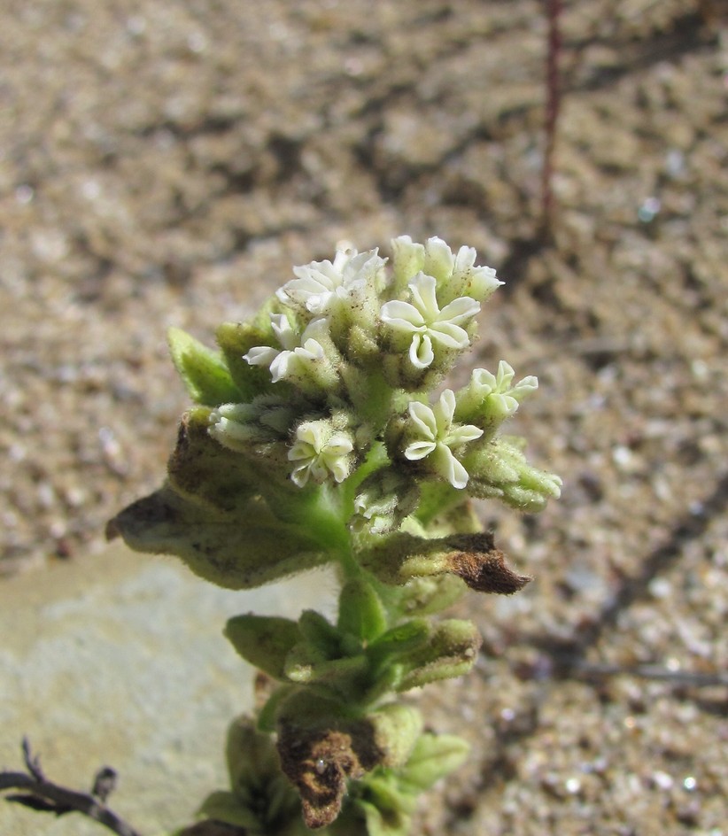 Image of Argusia sibirica specimen.