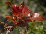 Quercus coccifera