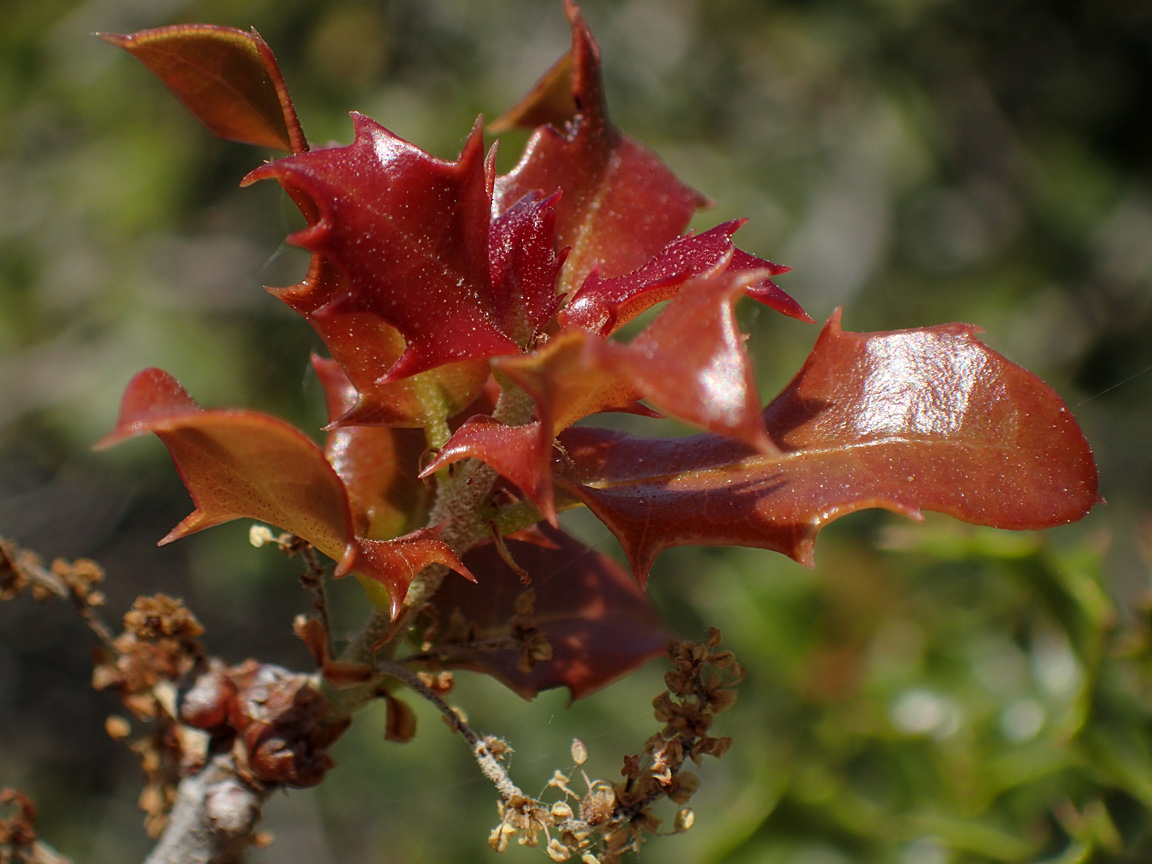 Image of Quercus coccifera specimen.