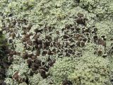 Lecanora argopholis. Часть таллома с апотециями. Кабардино-Балкария, Эльбрусский р-н, окр. пос. Эльбрус, ок. 1800 м н.у.м., скальный выход. 09.08.2018.