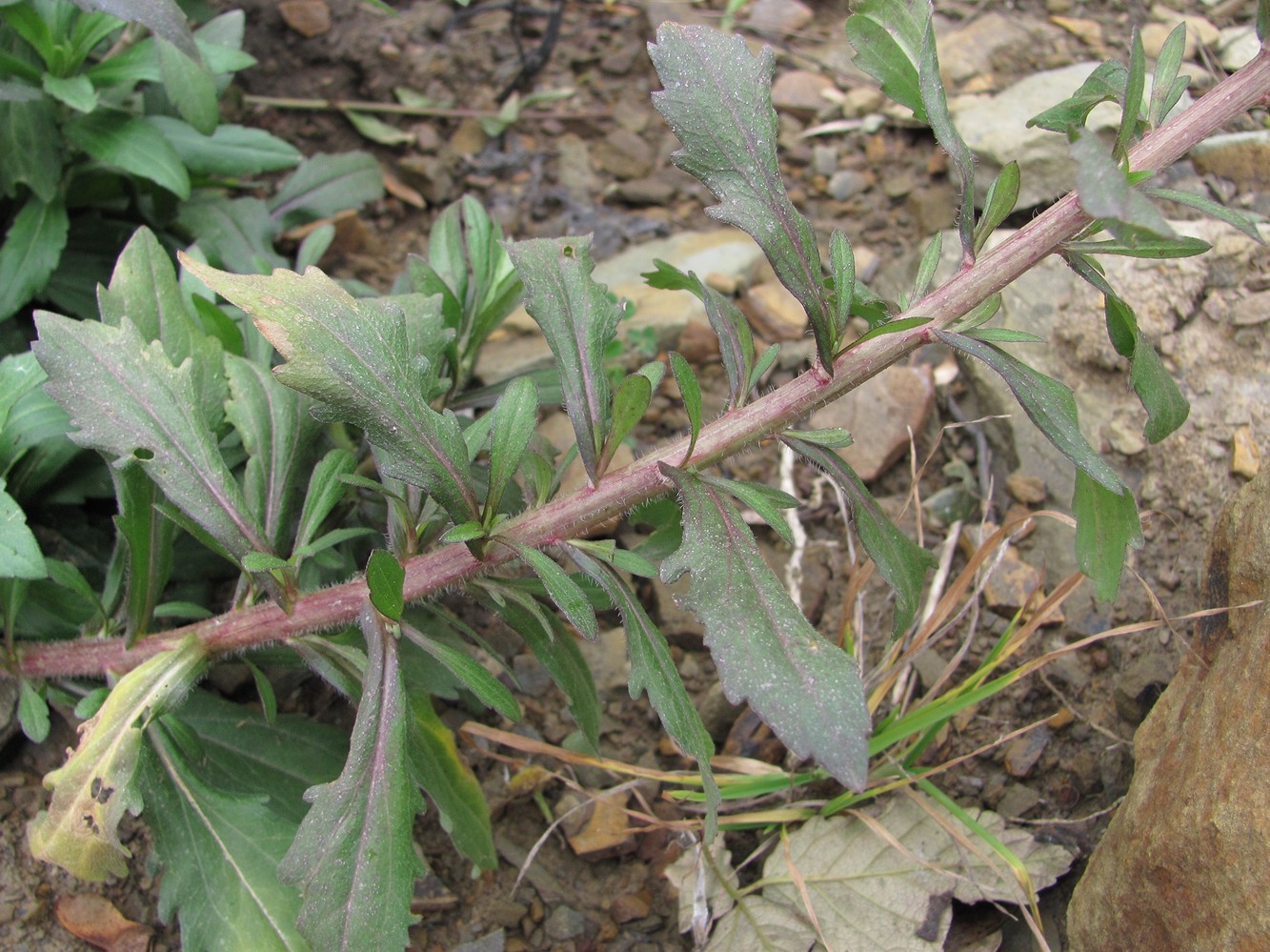 Image of Erigeron annuus specimen.