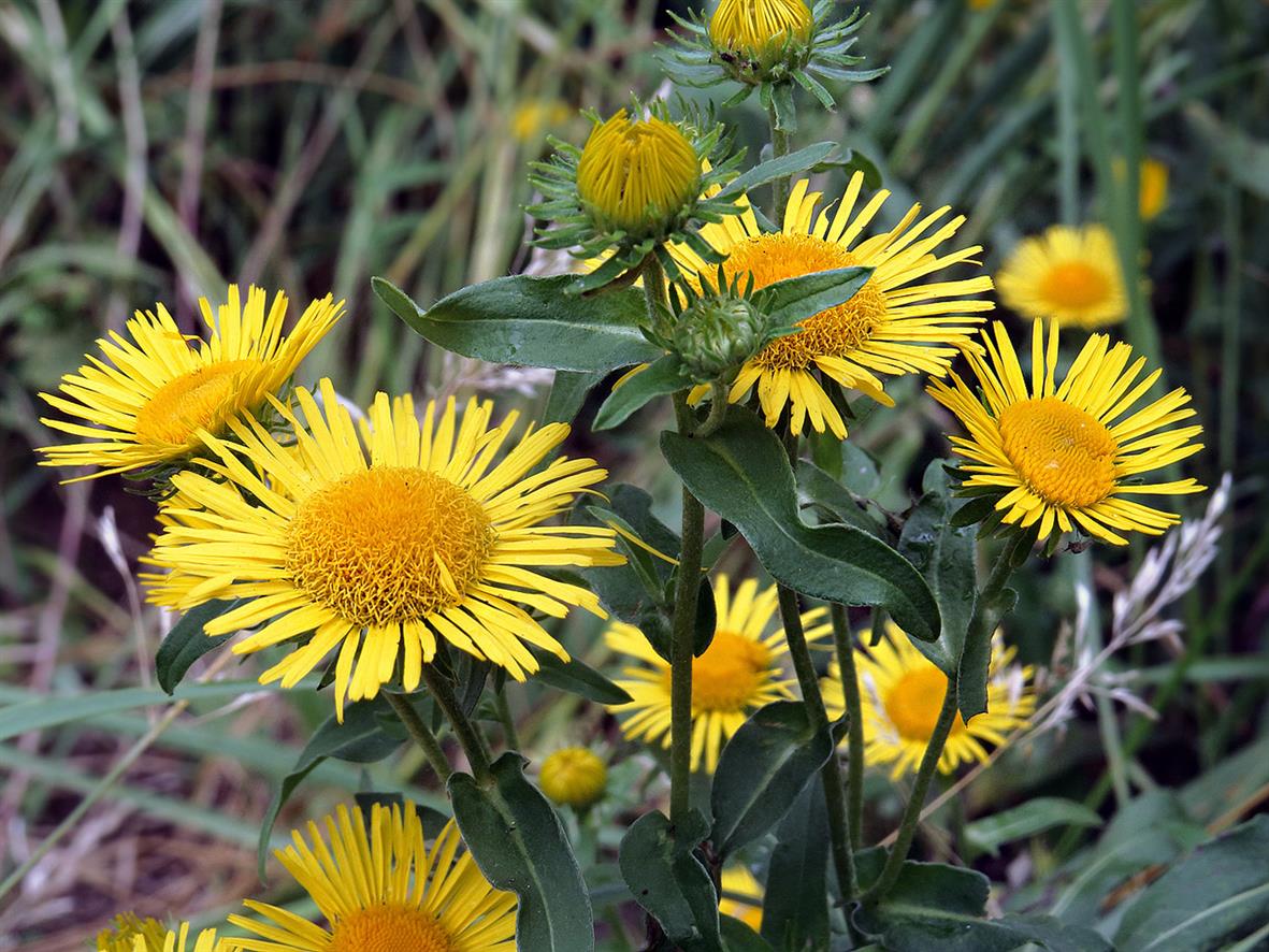 Изображение особи Inula britannica.