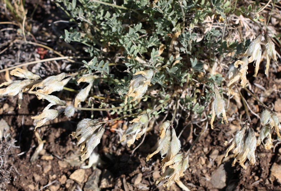 Image of Astragalus depauperatus specimen.
