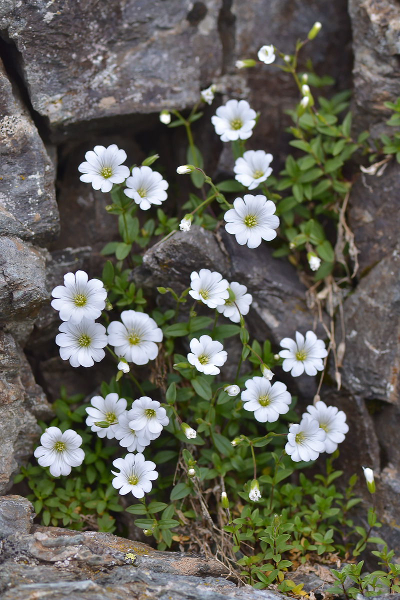 Изображение особи Cerastium polymorphum.