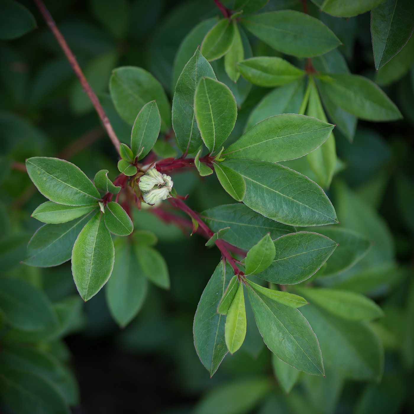 Изображение особи род Rhododendron.