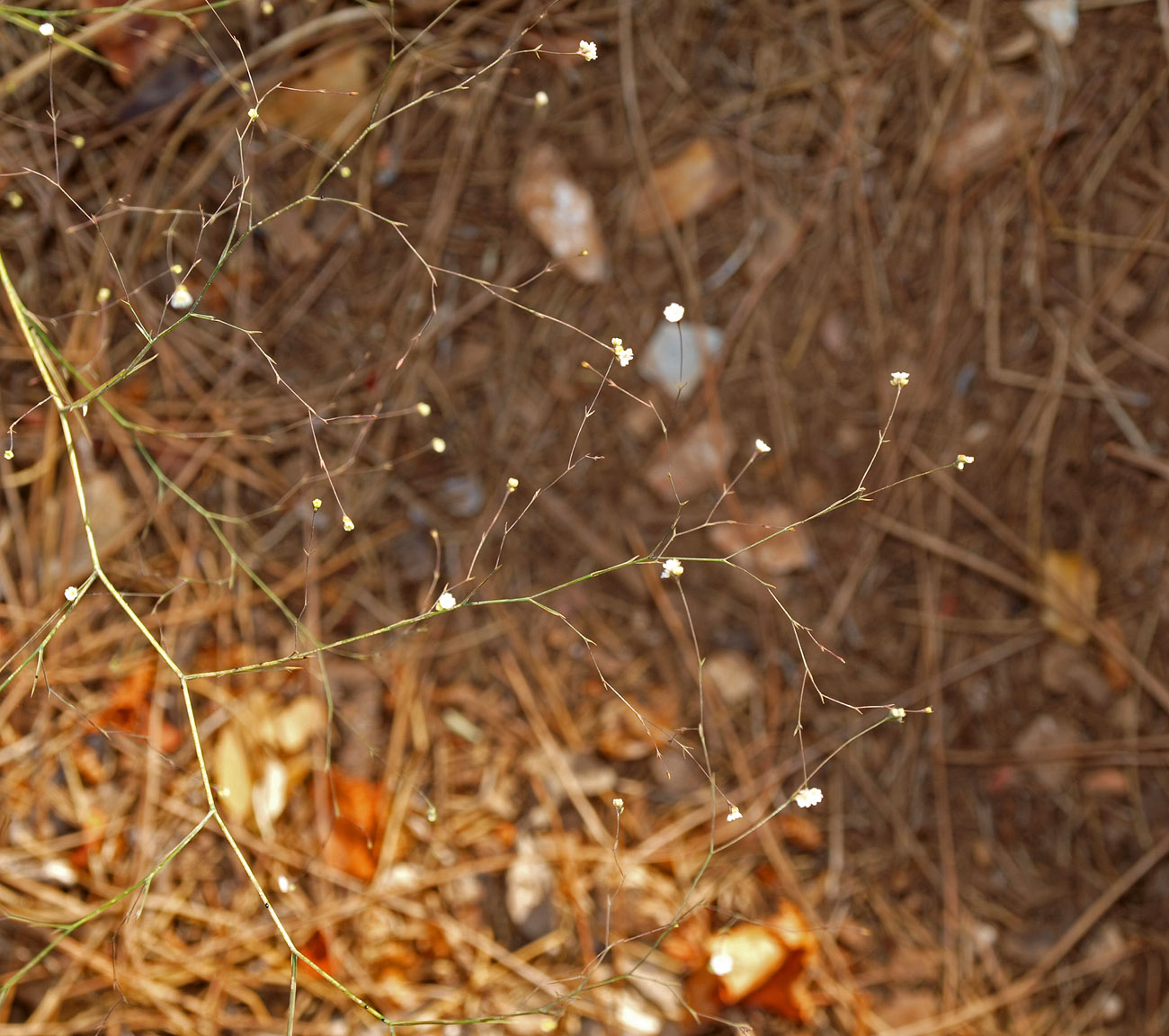 Image of Gypsophila arrostii ssp. nebulosa specimen.