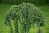 Larix kaempferi. Верхняя часть растения ('Stiff Weeping'). Кировская обл., г. Киров, Ботанический сад Вятского государственного университета, в культуре. 07.07.2018.