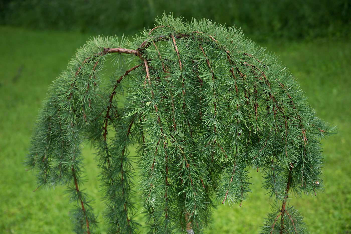 Изображение особи Larix kaempferi.