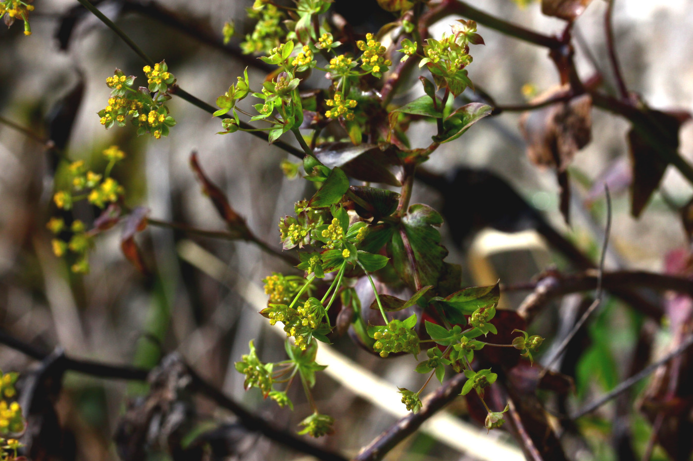 Image of Bupleurum rischawii specimen.