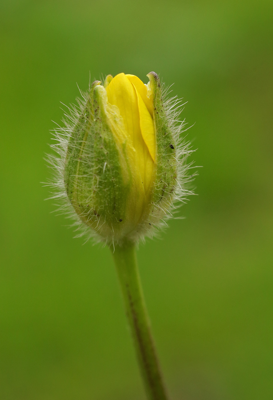 Image of Ranunculus sardous specimen.