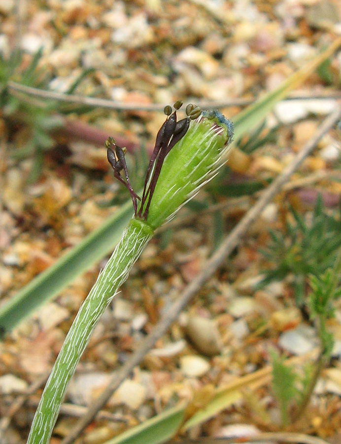 Image of Papaver minus specimen.