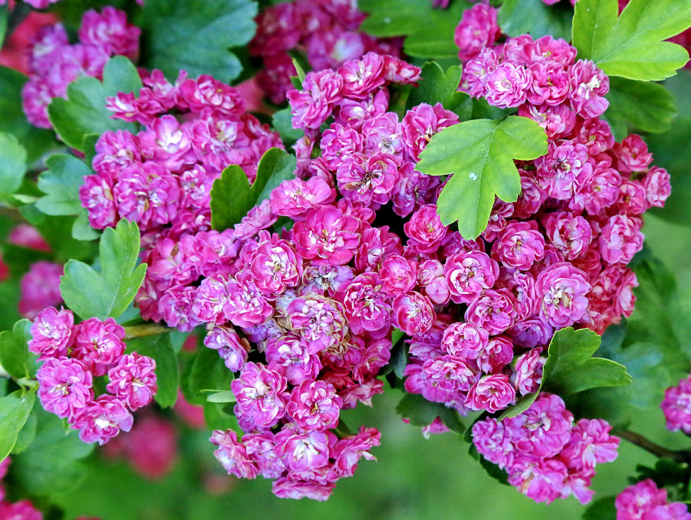 Image of Crataegus &times; media specimen.