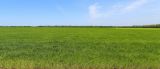Triticum dicoccum
