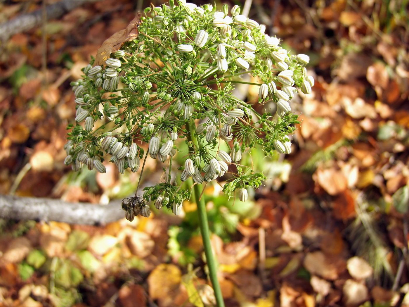 Изображение особи Coelopleurum gmelinii.