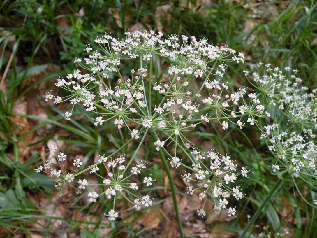 Image of Laserpitium alpinum specimen.