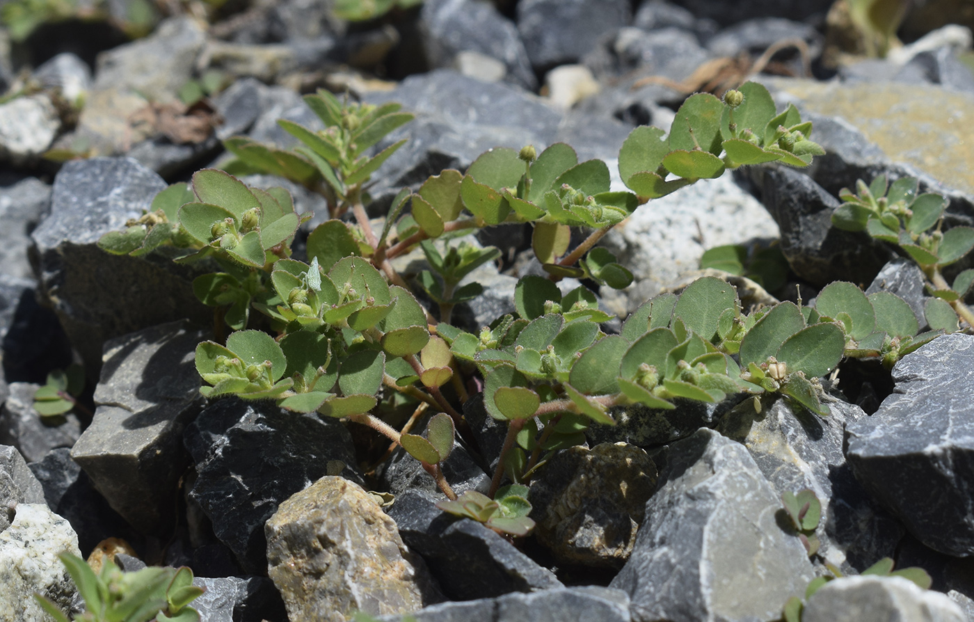 Image of Euphorbia prostrata specimen.