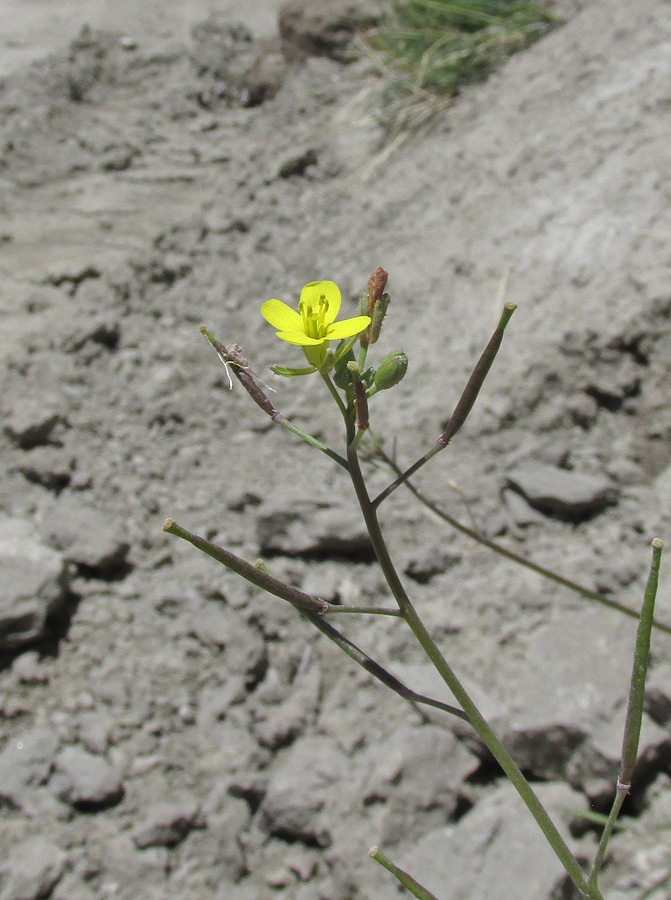 Изображение особи Diplotaxis muralis.