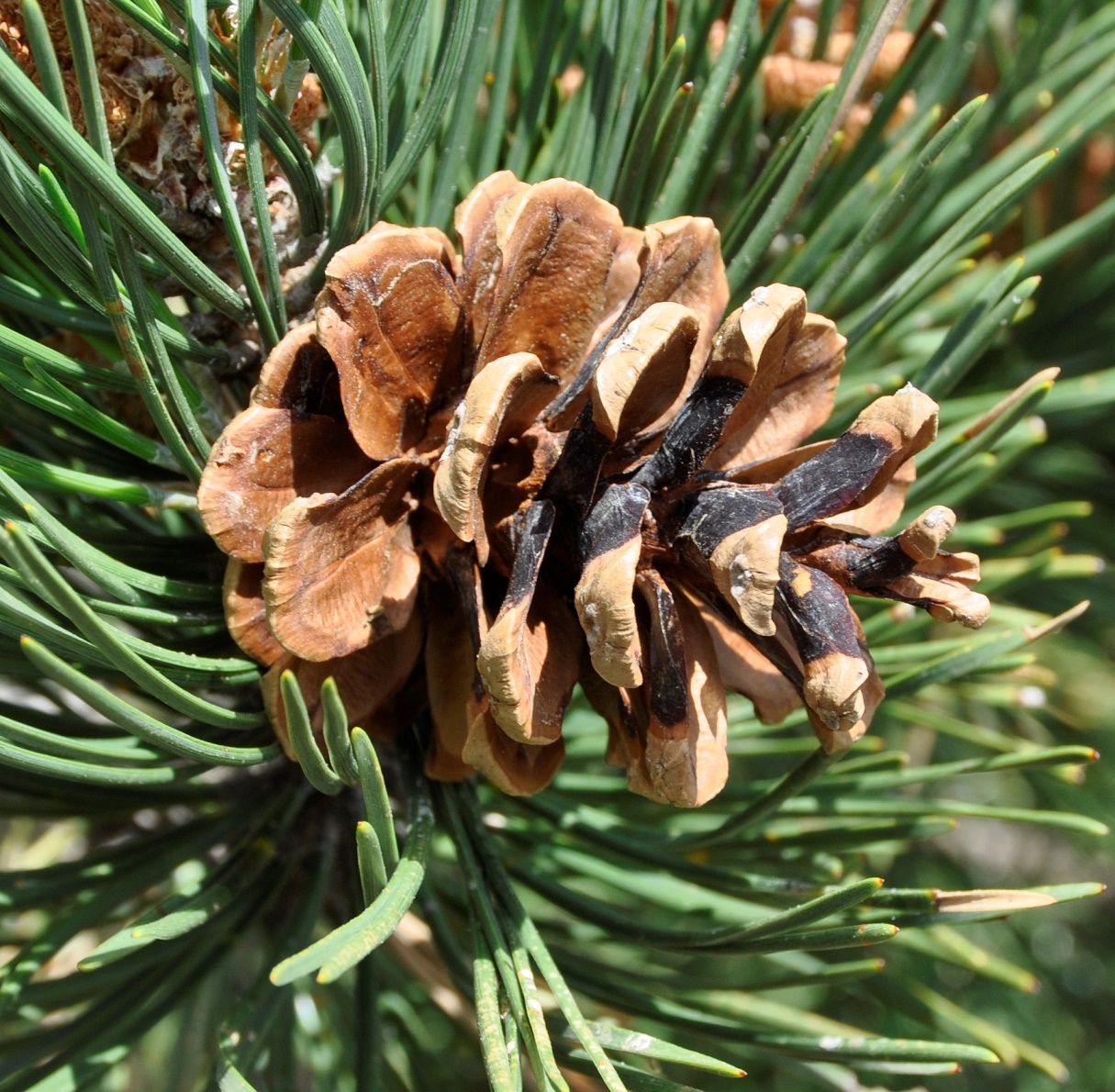 Шишки какой род. Pinus nigra шишки. Pinus contorta шишка. Семейство сосновые Pinaceae. Pinus BUNGEANAZUCC.