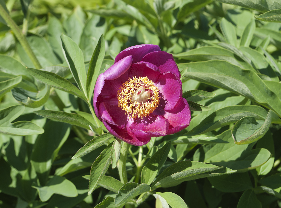 Изображение особи Paeonia officinalis.