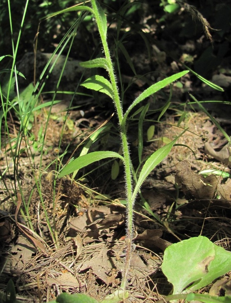 Image of Campanula lambertiana specimen.