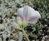 Convolvulus ruprechtii. Верхушка побега с соцветием. Дагестан, Левашинский р-н, окр. с. Леваши, ок. 1400 м н.у.м., каменистый склон. 01.06.2019.