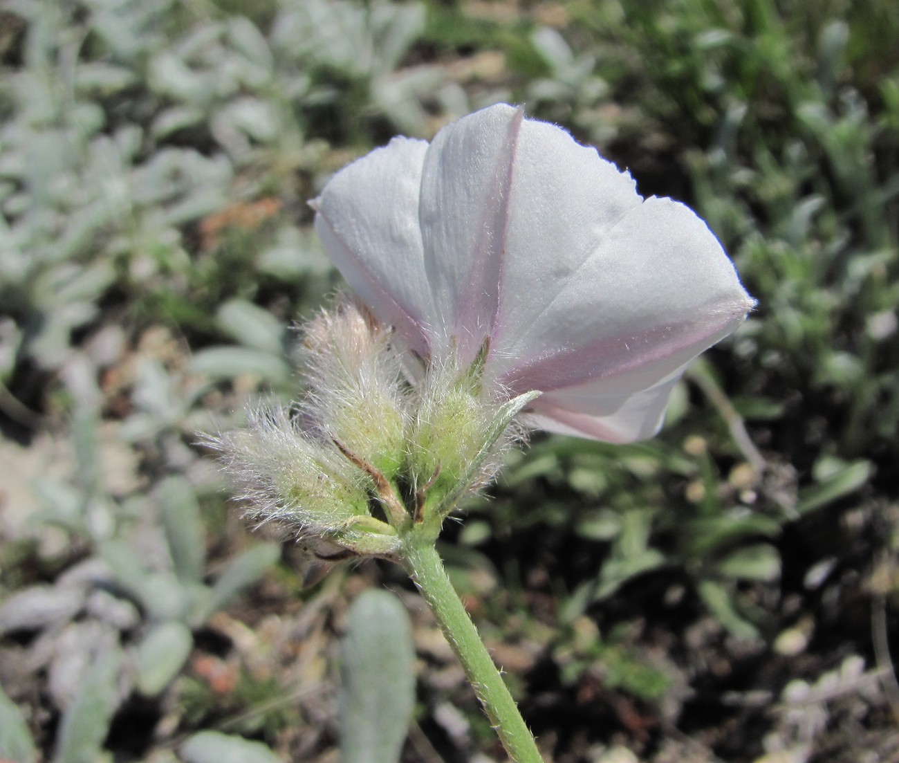 Изображение особи Convolvulus ruprechtii.