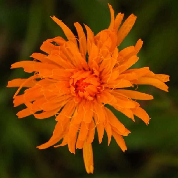 Image of Trommsdorffia ciliata specimen.