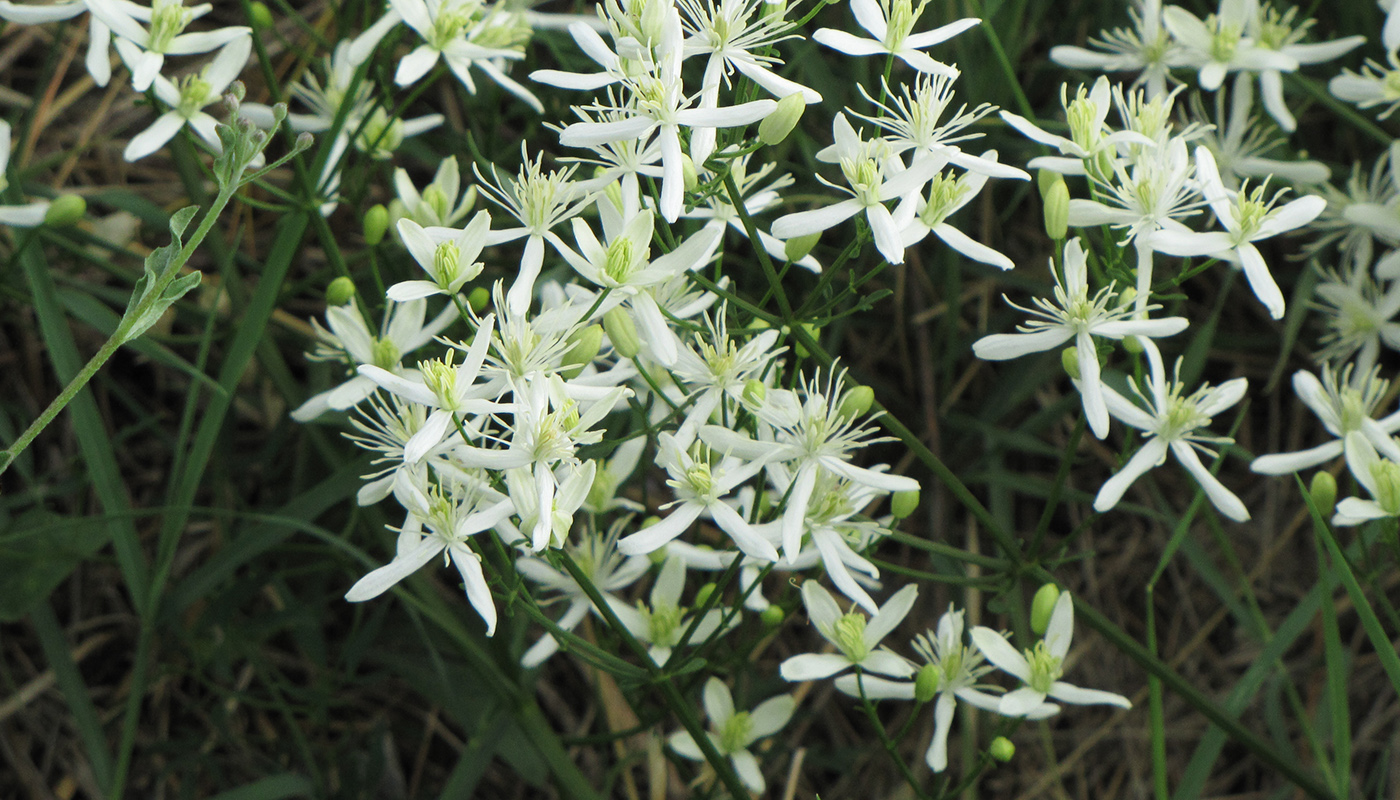 Image of Clematis recta specimen.