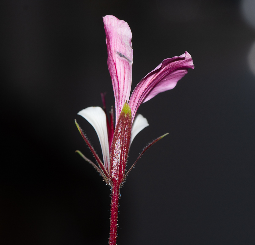 Изображение особи Pelargonium tetragonum.