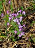 Galeopsis ladanum