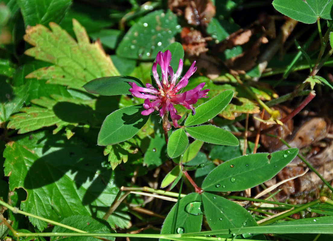 Изображение особи Trifolium medium.