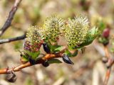 Salix fuscescens. Верхушка побега с соцветиями. Магаданская обл., окр. г. Магадан, нижнее течение р. Магаданка, долинный увлажненный ивняк. 04.06.2018.