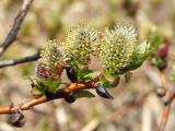 Salix fuscescens