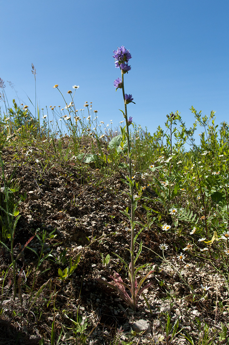 Изображение особи Campanula cervicaria.