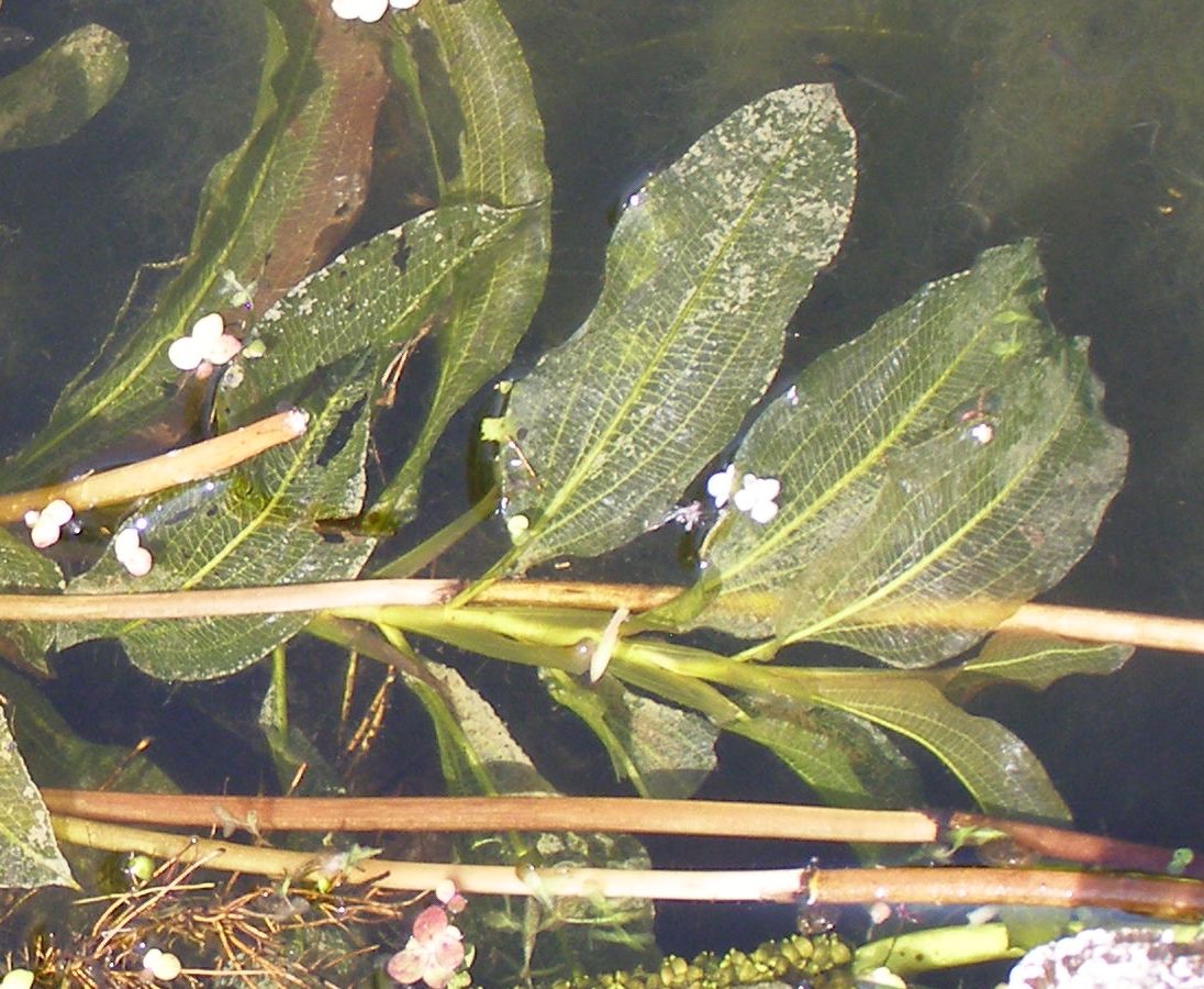 Image of Potamogeton lucens specimen.