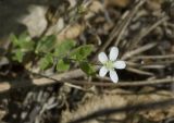Moehringia lateriflora. Верхушка побега с цветком. Сахалинская обл., Охинский р-н, окр. г. Оха, заболоченный участок вдоль ж.-д. 23.07.2017.