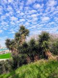 Yucca gigantea