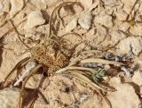 Gymnarrhena micrantha