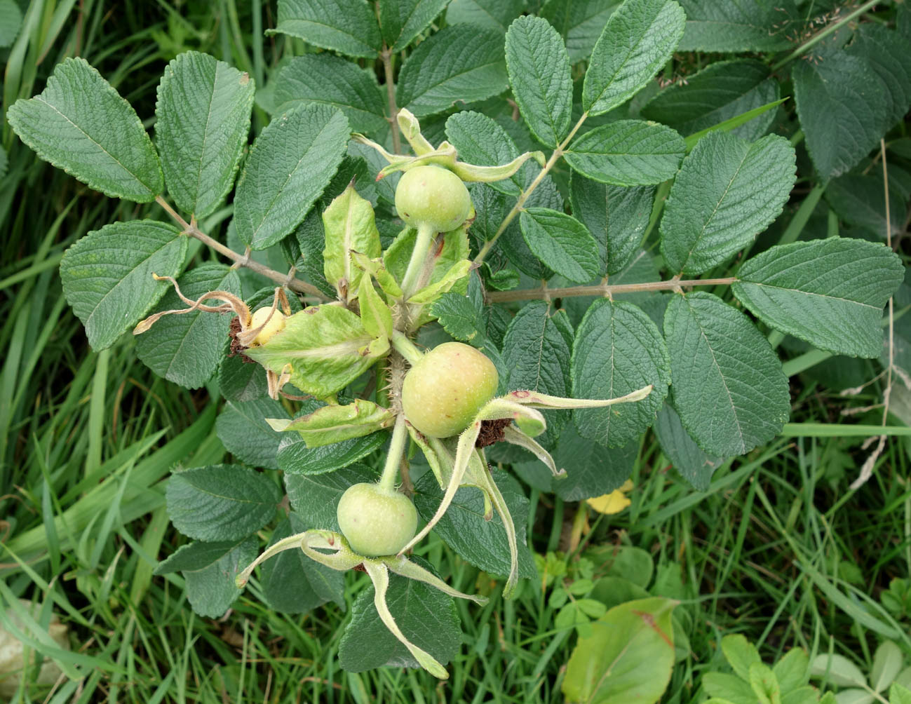 Image of Rosa rugosa specimen.