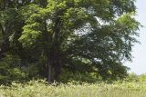 Ulmus japonica