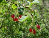 Berberis sphaerocarpa